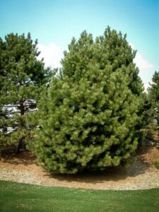 Сосна Чёрная (Pinus Nigra) купить по цене от 270.00р. в интернет-магазине «Посадика» с доставкой почтой в в Уфе и по всей России – [изображение №1].