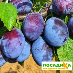 Слива Чачакская ранняя купить по цене от 229.00р. в интернет-магазине «Посадика» с доставкой почтой в в Уфе и по всей России – [изображение №1].