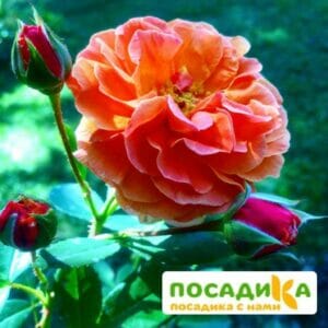 Роза Арабия купить по цене от 350.00р. в интернет-магазине «Посадика» с доставкой почтой в в Уфе и по всей России – [изображение №1].