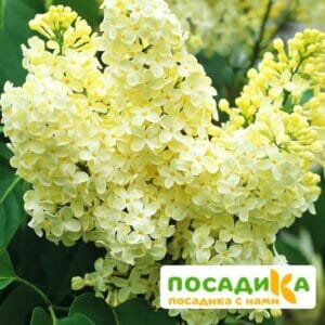 Сирень Примроуз (Primrose) купить по цене от 529.00р. в интернет-магазине «Посадика» с доставкой почтой в в Уфе и по всей России – [изображение №1].