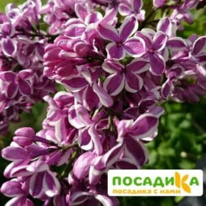 Сирень Сенсация купить по цене от 529.00р. в интернет-магазине «Посадика» с доставкой почтой в в Уфе и по всей России – [изображение №1].