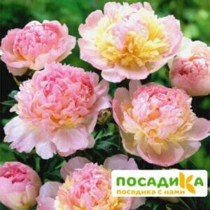 Пион Распберри Сандей (Paeonia Raspberry Sundae) купить по цене от 959р. в интернет-магазине «Посадика» с доставкой почтой в в Уфе и по всей России – [изображение №1].