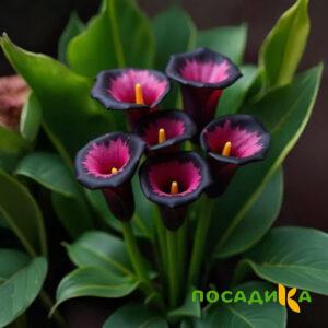 Калла Аура Лейс купить по цене от 400р. в интернет-магазине «Посадика» с доставкой почтой в в Уфе и по всей России – [изображение №1].