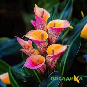 Калла Оникс купить по цене от 450р. в интернет-магазине «Посадика» с доставкой почтой в в Уфе и по всей России – [изображение №1].