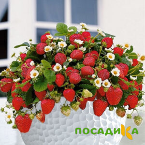 Клубника Рубиновый Шепот (горшечная) купить по цене от 240р. в интернет-магазине «Посадика» с доставкой почтой в в Уфе и по всей России – [изображение №1].