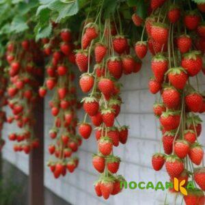 Клубника вьющаяся Комплимент купить по цене от 470р. в интернет-магазине «Посадика» с доставкой почтой в в Уфе и по всей России – [изображение №1].