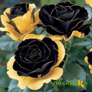 Роза Ханни Сикл купить по цене от 700р. в интернет-магазине «Посадика» с доставкой почтой в в Уфе и по всей России – [изображение №1].