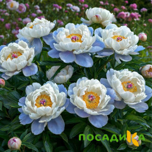 Пион акварельный Этюд купить по цене от 806р. в интернет-магазине «Посадика» с доставкой почтой в в Уфе и по всей России – [изображение №1].