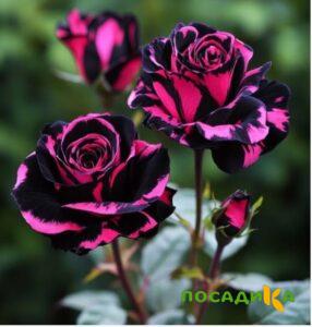 Роза Багровый Шепот купить по цене от 366р. в интернет-магазине «Посадика» с доставкой почтой в в Уфе и по всей России – [изображение №1].