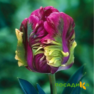 Тюльпан Экзотик Хэвен купить по цене от 186р. в интернет-магазине «Посадика» с доставкой почтой в в Уфе и по всей России – [изображение №1].